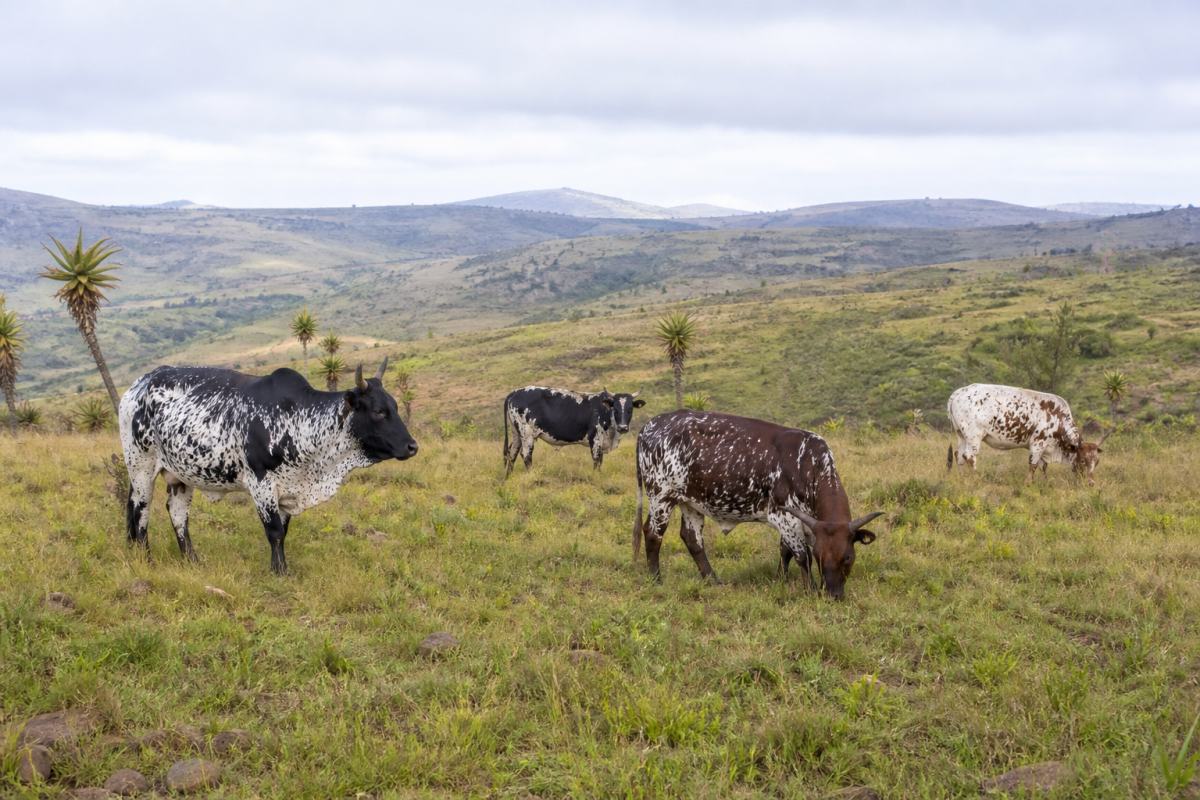 Steenbokpan Game Ranch